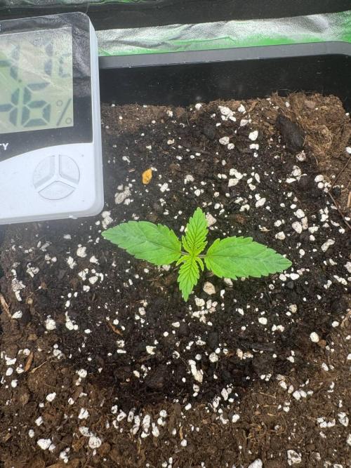 Brain Swirl Genetics Fem. Week 1 - 17 Jan