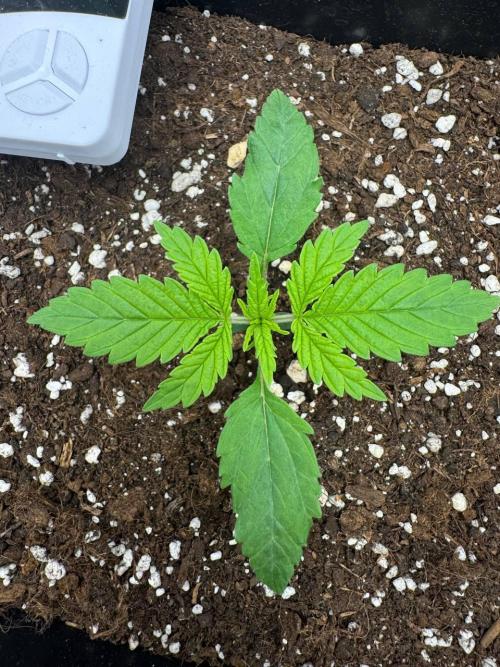 Brain Swirl Genetics Fem. Week 2 - 18 Jan