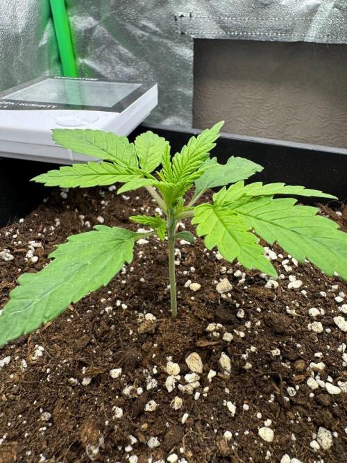 Brain Swirl Genetics Fem. Week 2 - 19 Jan