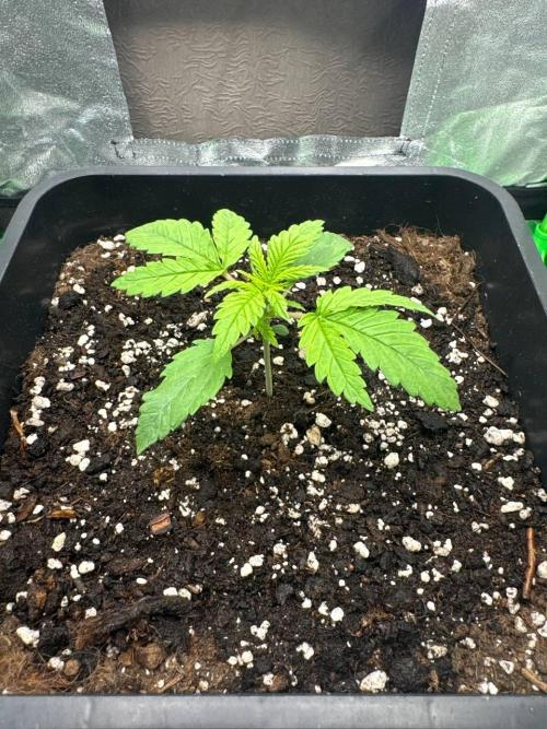 Brain Swirl Genetics Fem. Week 2 - 20 Jan