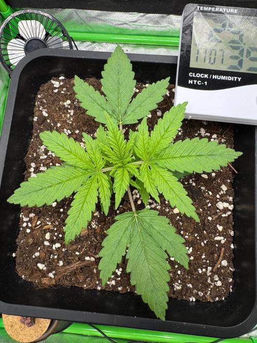 Brain Swirl Genetics Fem. Week 2 - 21 Jan