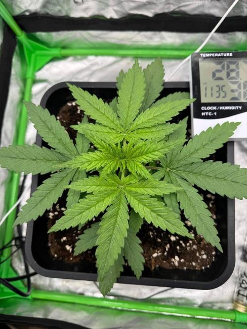 Brain Swirl Genetics Fem. Week 2 - 22 Jan