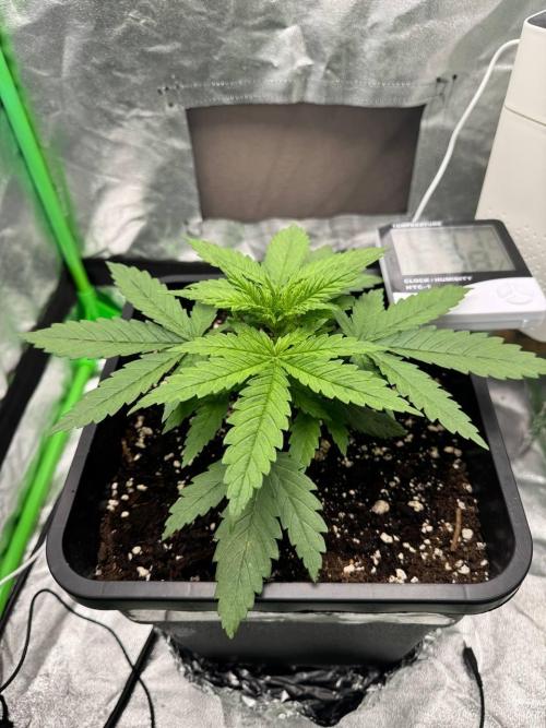 Brain Swirl Genetics Fem. Week 2 - 23Jan