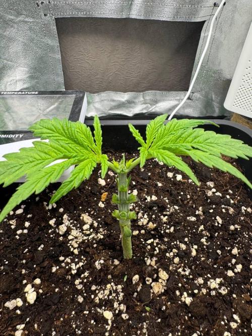 Brain Swirl Genetics Fem. Week 3