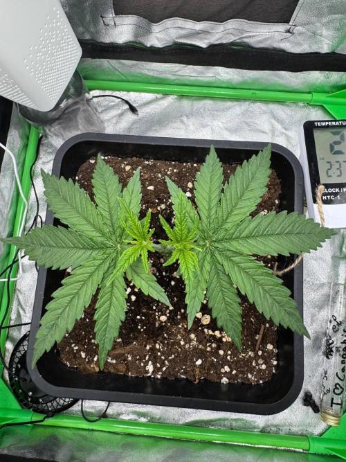 Brain Swirl Genetics Fem. Week 3