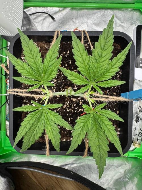 Brain Swirl Genetics Fem. Week 3
