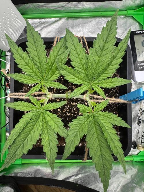 Brain Swirl Genetics Fem. Week 3