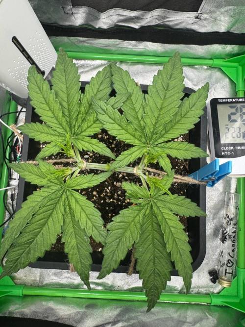 Brain Swirl Genetics Fem. Week 3