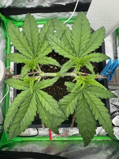 Brain Swirl Genetics Fem. Week 3