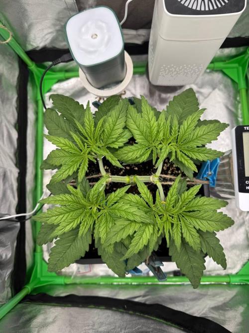 Brain Swirl Genetics Fem. Week 3