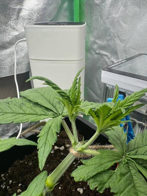 Brain Swirl Genetics Fem. Week 4