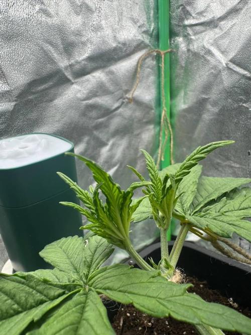 Brain Swirl Genetics Fem. Week 4
