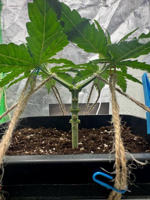 Brain Swirl Genetics Fem. Week 4