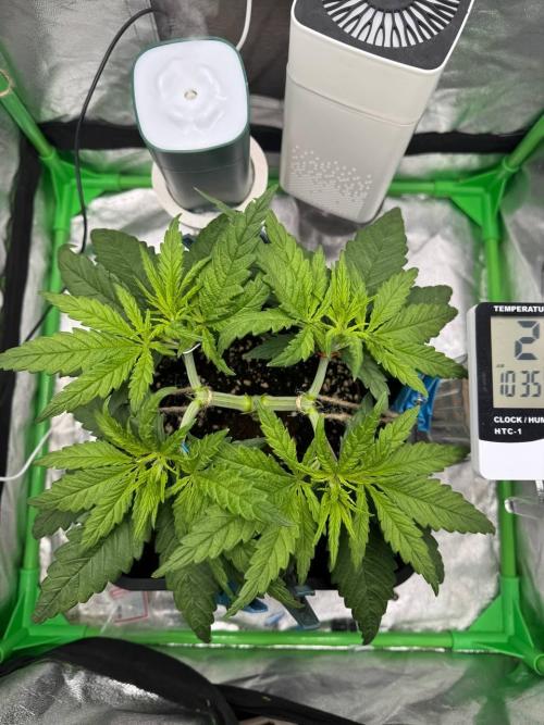 Brain Swirl Genetics Fem. Week 4