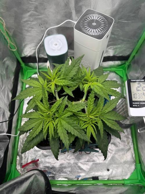 Brain Swirl Genetics Fem. Week 5