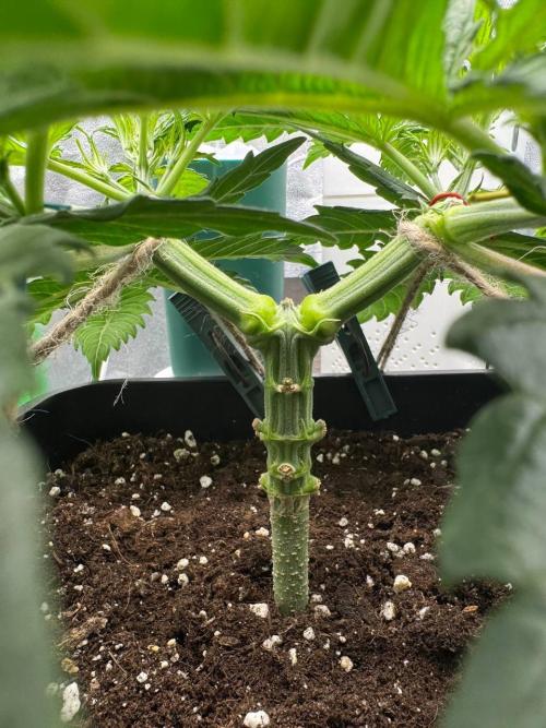 Brain Swirl Genetics Fem. Week 5