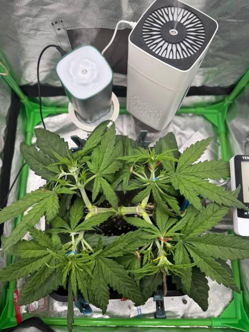 Brain Swirl Genetics Fem. Week 5