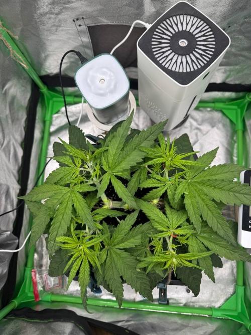 Brain Swirl Genetics Fem. Week 5
