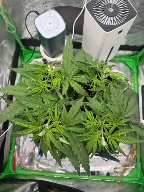Brain Swirl Genetics Fem. Week 5