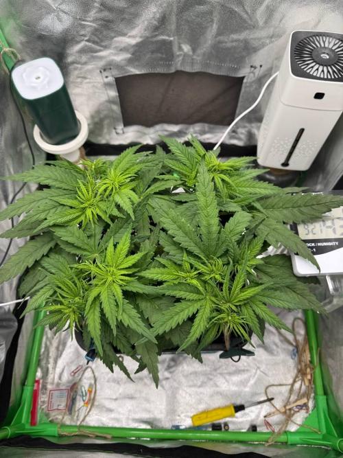 Brain Swirl Genetics Fem. Week 5