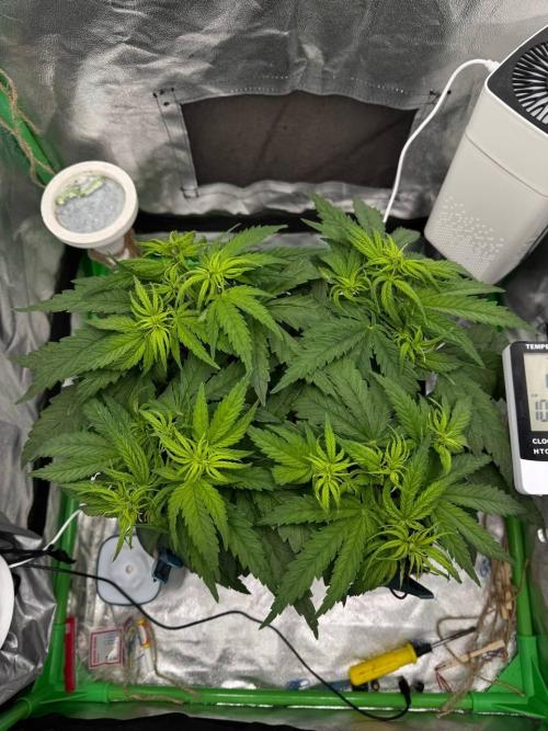 Brain Swirl Genetics Fem. Week 5