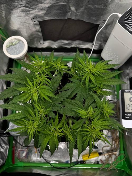 Brain Swirl Genetics Fem. Week 5