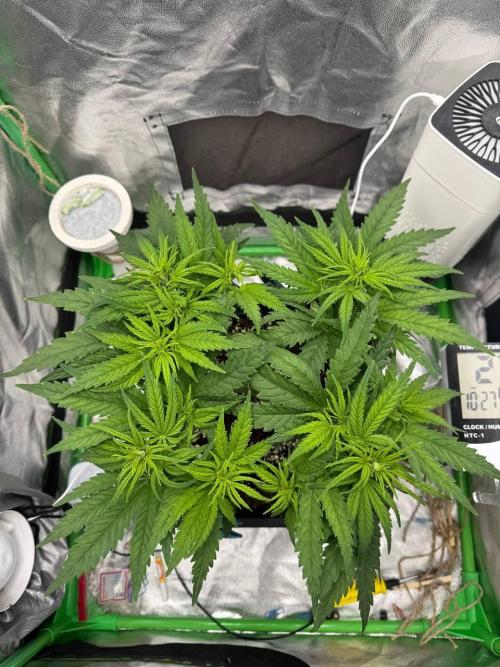Brain Swirl Genetics Fem. Week 6