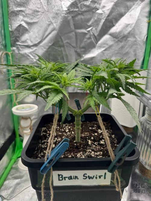 Brain Swirl Genetics Fem. Week 6