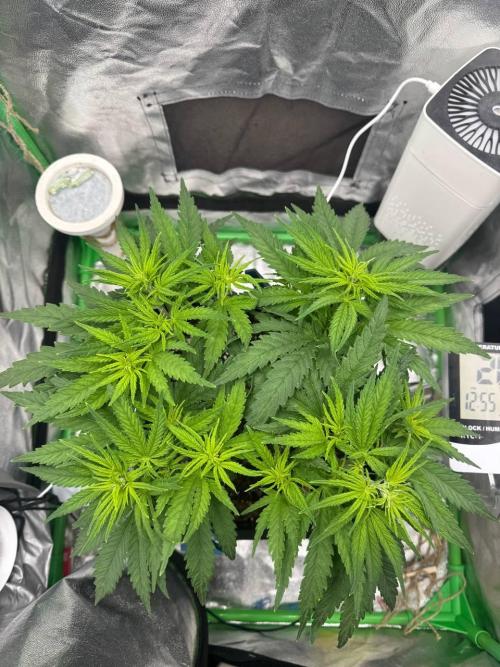 Brain Swirl Genetics Fem. Week 6