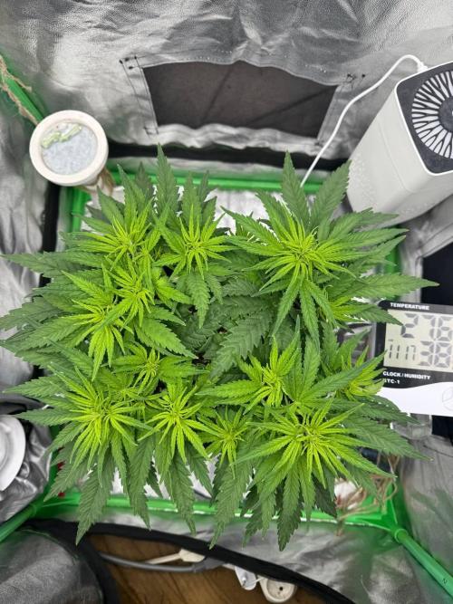 Brain Swirl Genetics Fem. Week 6