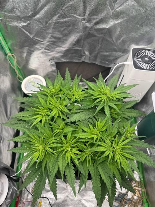 Brain Swirl Genetics Fem. Week 6