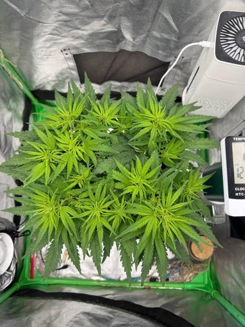 Brain Swirl Genetics Fem. Week 6