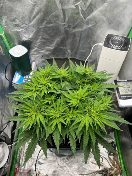 Brain Swirl Genetics Fem. Week 6