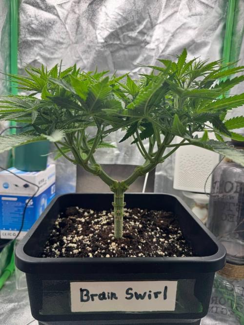 Brain Swirl Genetics Fem. Week 6