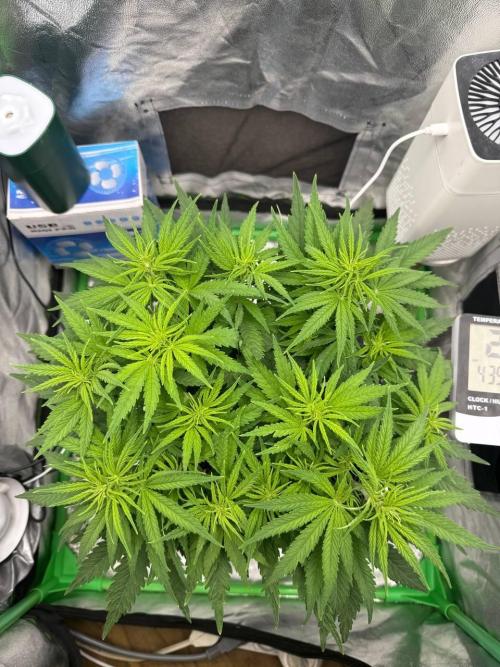 Brain Swirl Genetics Fem. Week 6