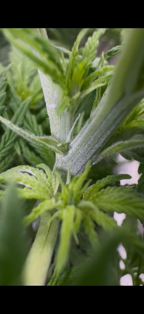 Brain Swirl Genetics Fem. Week 7