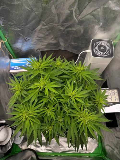 Brain Swirl Genetics Fem. Week 7