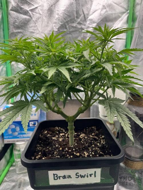 Brain Swirl Genetics Fem. Week 7