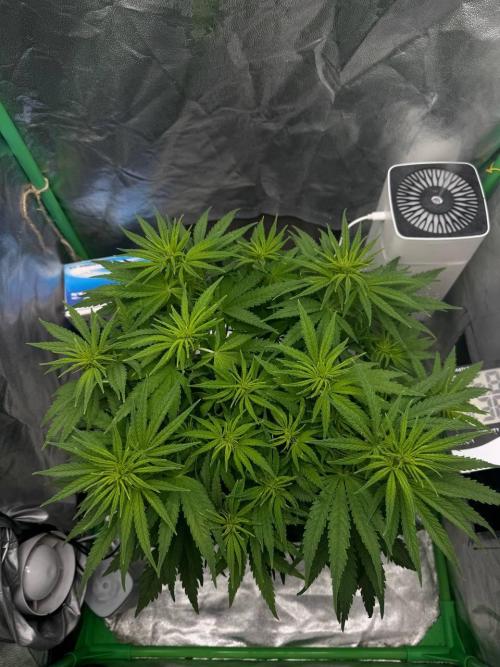Brain Swirl Genetics Fem. Week 7