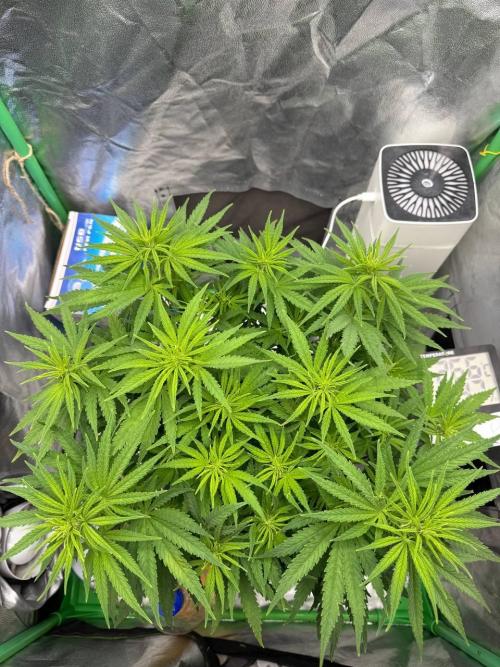Brain Swirl Genetics Fem. Week 7