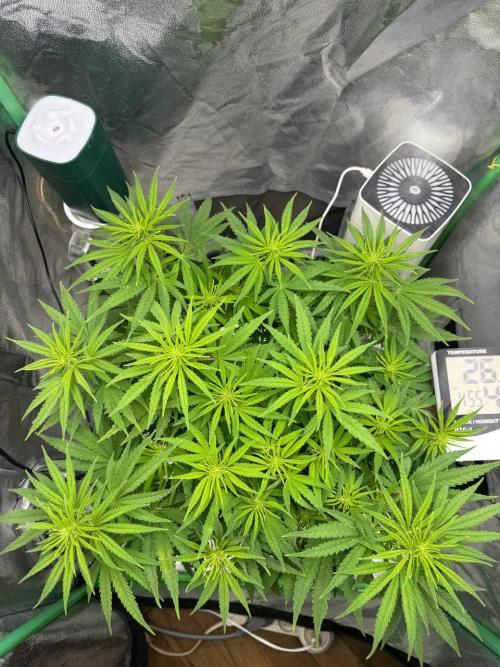 Brain Swirl Genetics Fem. Week 7