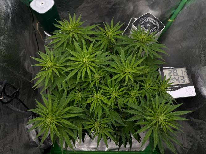 Brain Swirl Genetics Fem. Week 7
