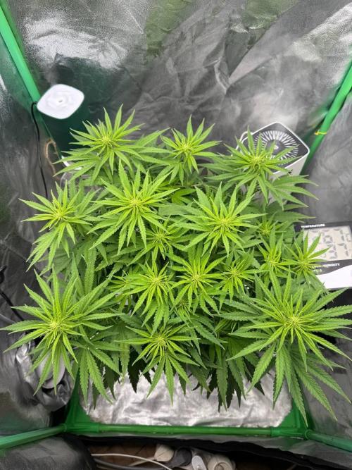Brain Swirl Genetics Fem. Week 7