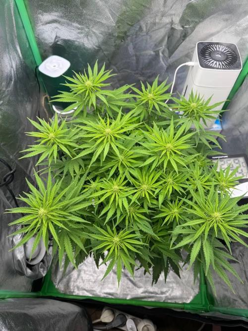 Brain Swirl Genetics Fem. Week 7