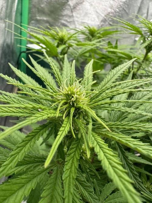 Brain Swirl Genetics Fem. Week 8