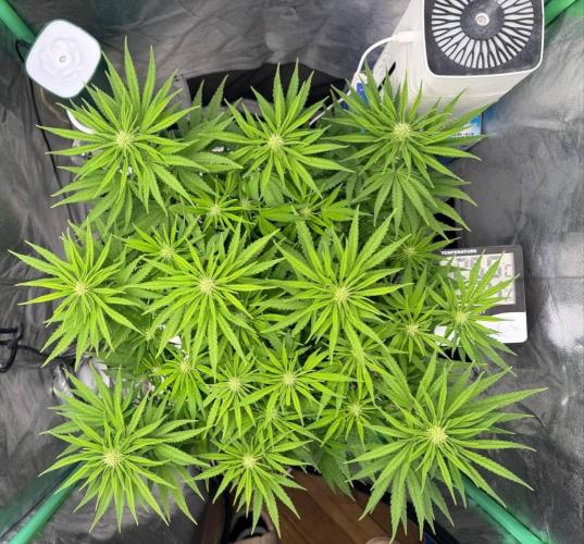 Brain Swirl Genetics Fem. Week 8