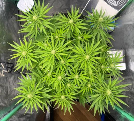 Brain Swirl Genetics Fem. Week 8