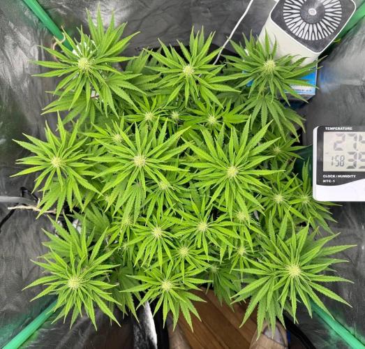 Brain Swirl Genetics Fem. Week 8
