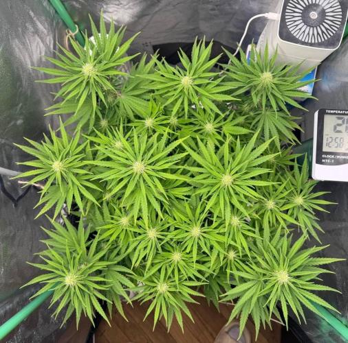 Brain Swirl Genetics Fem. Week 8