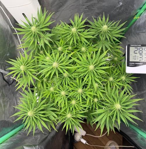 Brain Swirl Genetics Fem. Week 8